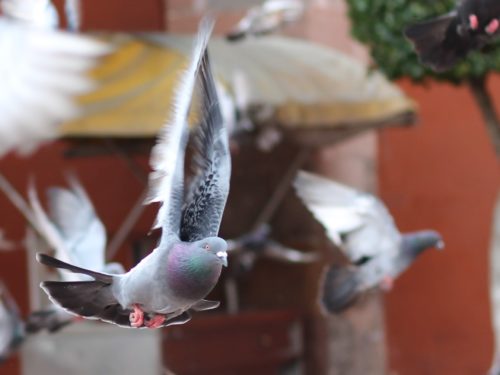 Prevenzione piccioni