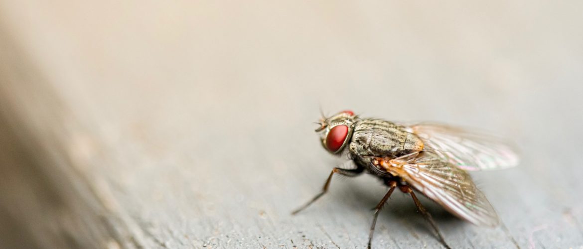 Lotta biologica alle mosche