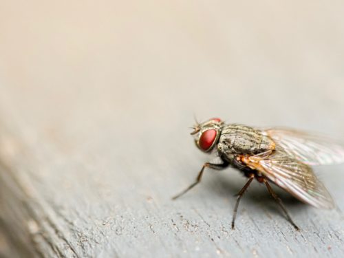 Lotta biologica alle mosche